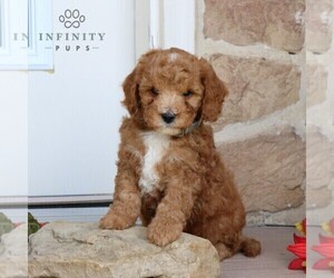 Goldendoodle (Miniature) Puppy for sale in LITITZ, PA, USA