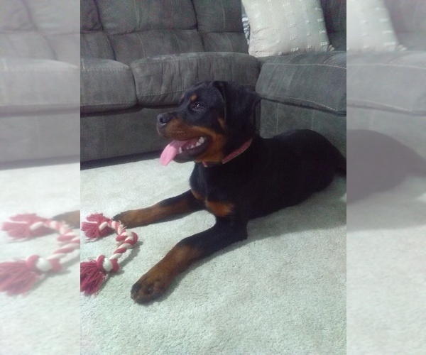 Medium Photo #3 Rottweiler Puppy For Sale in SUGARCREEK, OH, USA
