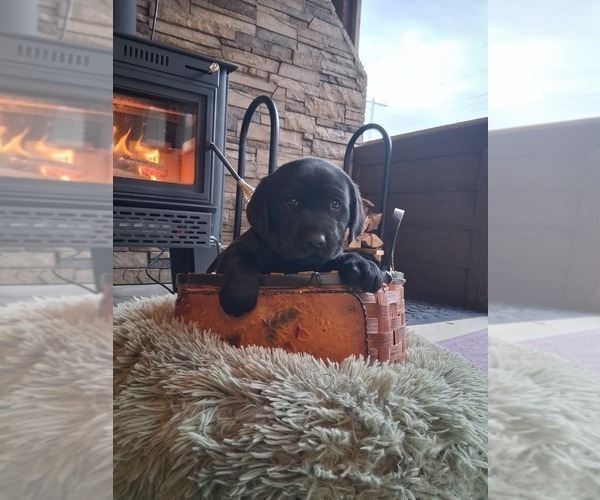 Medium Photo #8 Labrador Retriever Puppy For Sale in CLIFTON, KS, USA