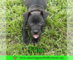 Small #1 American Bulldog Mix