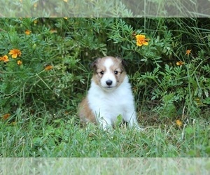 Shetland Sheepdog Puppy for sale in KINGSPORT, TN, USA