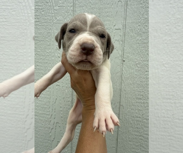 Medium Photo #50 Great Dane Puppy For Sale in HALLETTSVILLE, TX, USA