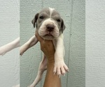 Small #1 Great Dane