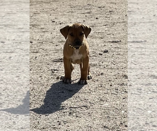 Medium Photo #45 Rhodesian Ridgeback Puppy For Sale in MORONGO VALLEY, CA, USA