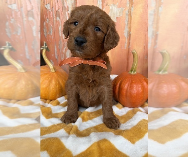 Medium Photo #3 Goldendoodle Puppy For Sale in WOODBURN, IN, USA