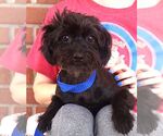 Small #1 Maltese