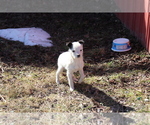 Small Photo #5 Fox Terrier (Smooth)-Poodle (Miniature) Mix Puppy For Sale in SHILOH, OH, USA