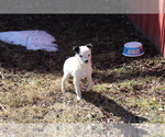 Small #4 Fox Terrier (Smooth)-Poodle (Miniature) Mix