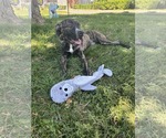 Small #6 Bulldog-Catahoula Leopard Dog Mix