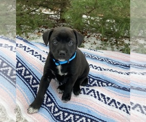 Australian Cattle Dog-Mutt Mix Dogs for adoption in MC BAIN, MI, USA