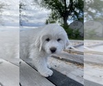 Puppy Green Great Pyrenees