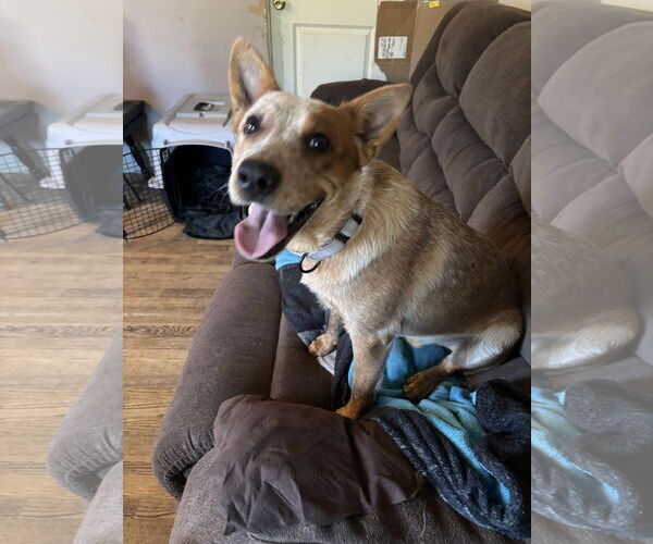 Medium Photo #1 Mutt Puppy For Sale in Garden City, NY, USA