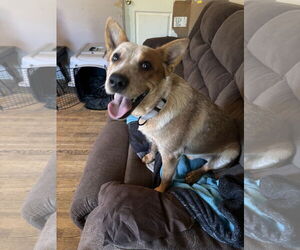 Mutt Dogs for adoption in Garden City, NY, USA