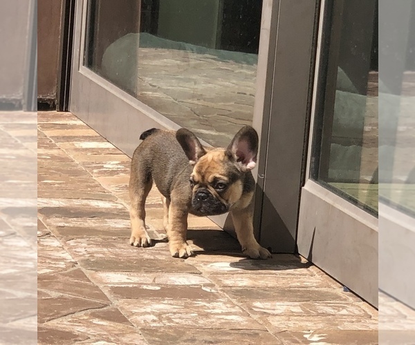 Medium Photo #2 French Bulldog Puppy For Sale in COSTA MESA, CA, USA