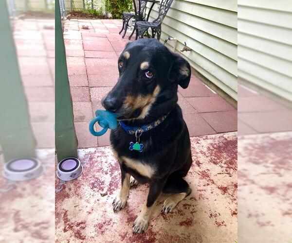 Medium Photo #1 Labrador Retriever-Unknown Mix Puppy For Sale in San Antonio, TX, USA