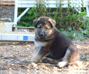 German Shepherd Dog Puppy for sale in POTOSI, MO, USA