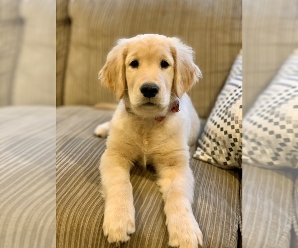 Medium Photo #5 Golden Retriever Puppy For Sale in CLEVELAND, TX, USA