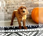 Small #2 Goldendoodle