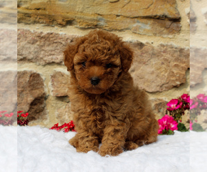 Pom-A-Poo-Poodle (Miniature) Mix Puppy for sale in EAST EARL, PA, USA
