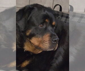 Rottweiler Dogs for adoption in Gilbert, AZ, USA