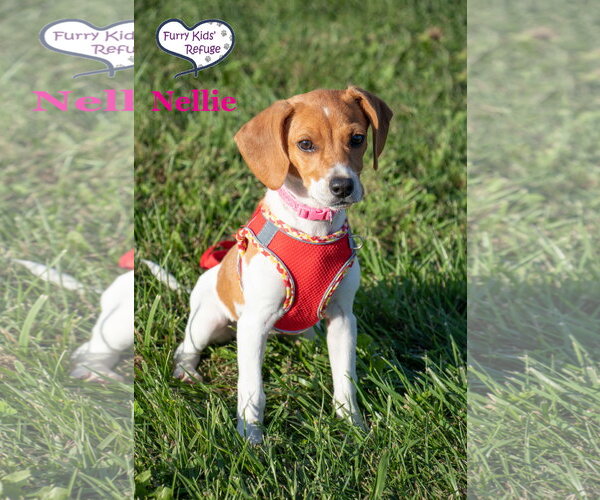 Medium Photo #1 Doxle Puppy For Sale in Lee's Summit, MO, USA