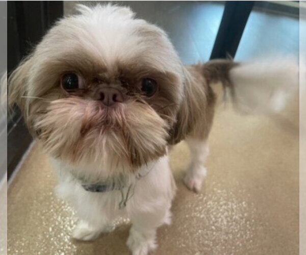 Medium Photo #2 Shih Tzu-Unknown Mix Puppy For Sale in Canton, CT, USA