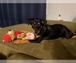 Small #1 Rottweiler Mix
