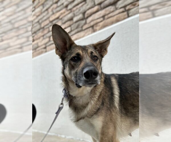 Medium Photo #2 German Shepherd Dog Puppy For Sale in Claremore, OK, USA
