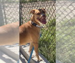 Small American Bulldog-Australian Shepherd Mix
