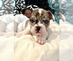 Small Photo #3 French Bulldog Puppy For Sale in HAZLET, NJ, USA