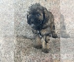 Small #13 Poodle (Miniature)-Poodle (Standard) Mix