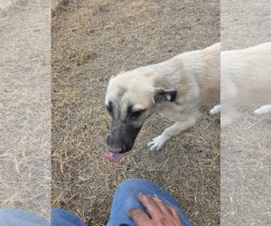 Mutt Dogs for adoption in Minneapolis, MN, USA
