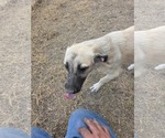 Small Mutt