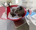 Puppy 2 