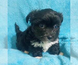 Havanese Puppy for sale in STATEN ISLAND, NY, USA