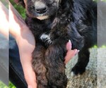 Small #9 F2 Aussiedoodle