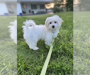 Coton de Tulear Puppy for sale in MAYFIELD, KY, USA