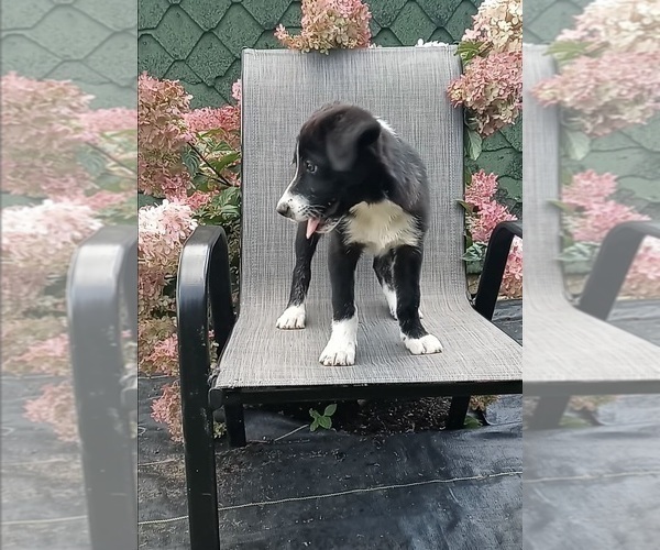 Medium Photo #3 Border Collie Puppy For Sale in FREDERICKSBURG, OH, USA