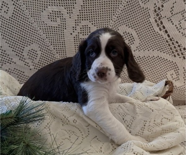 Medium Photo #2 English Springer Spaniel Puppy For Sale in OWEN, WI, USA
