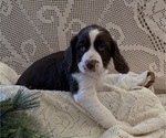 Small #1 English Springer Spaniel