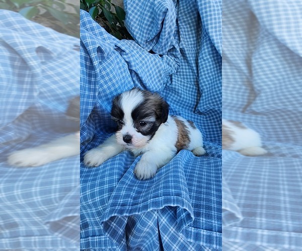 Medium Photo #12 Zuchon Puppy For Sale in GREENWOOD, WI, USA