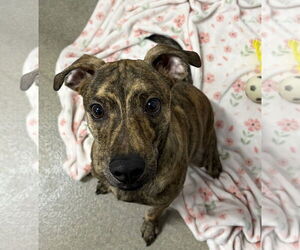 Mutt Dogs for adoption in Sterling, MA, USA