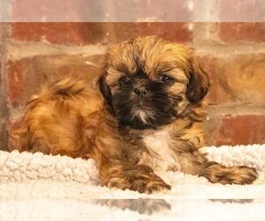 Mal-Shi-Shih Tzu Mix Puppy for Sale in AMARILLO, Texas USA