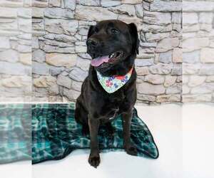 Abbey - Female Labrador Retriever-Unknown Mix Dog for Adoption - Photo #3