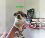 Small Mutt