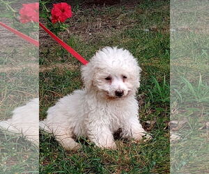 Maltese Dogs for adoption in HOPKINSVILLE/PRINCETON, KY, NH, USA
