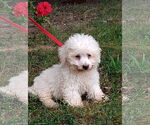 Small Maltese