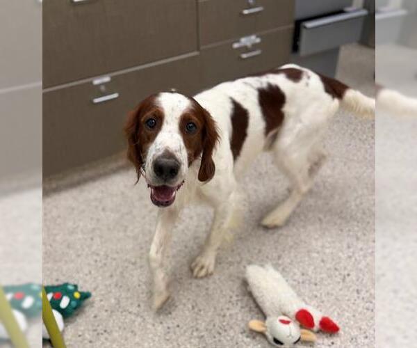 Medium Photo #1 English Setter Puppy For Sale in Brighton, CO, USA