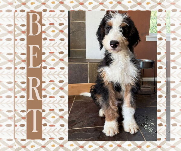 Medium Photo #1 Bernedoodle Puppy For Sale in Littleton, CO, USA