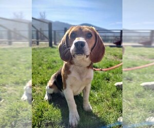 Mother of the Beagle puppies born on 08/11/2025